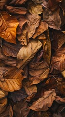 Wall Mural - A cinematic photography taking from the top of a lot of brown tobacco leafs