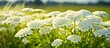 © HN Works - Achillea millefolium common yarrow or common yarrow medicinal plant Wildflowers in the meadow on a sunny summer day. Creative banner. Copyspace image