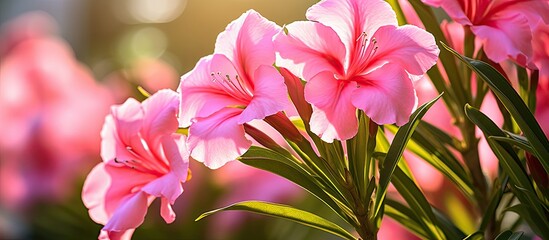 Poster - vibrant pink oleander flower close up on the garden. Creative banner. Copyspace image
