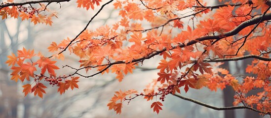 Aufkleber - Branches in autumn against. Creative banner. Copyspace image