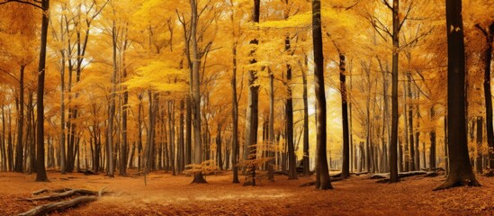 Aufkleber - texture of autumn deciduous forest panorama. Creative banner. Copyspace image