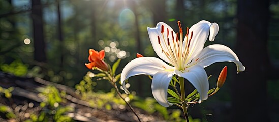 Sticker - Beautifull wild lily found whilst hiking. Creative banner. Copyspace image