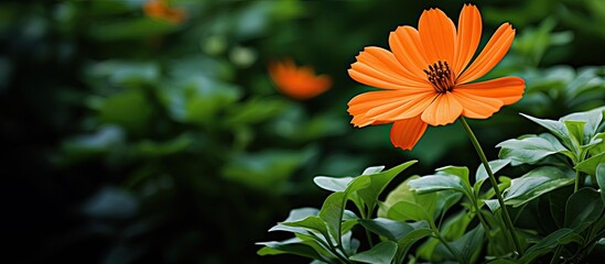 Wall Mural - blooming flower with orange petals and elongated green leaves. Creative banner. Copyspace image