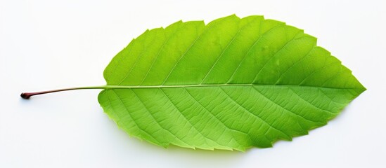 Poster - Green leaf on white background. Creative banner. Copyspace image