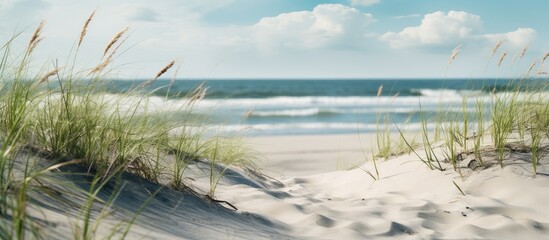 Aufkleber - Sand dunes at the beach with green plants. Creative banner. Copyspace image
