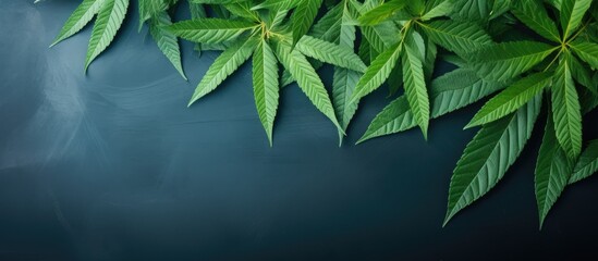 Wall Mural - fresh cassava leaves background leaves. Creative banner. Copyspace image