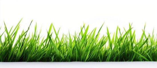 Wall Mural - isolated green grass on a white background. creative banner. copyspace image