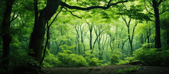 Poster - Green grass and trees in a forest. Creative banner. Copyspace image