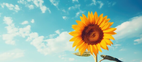 Aufkleber - back of beautiful sunflower and sky. Creative banner. Copyspace image