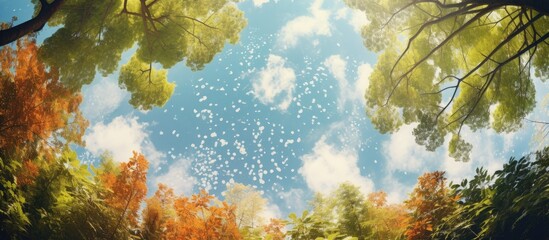 Poster - the trees in the garden are so beautiful to look up at the sky. Creative banner. Copyspace image