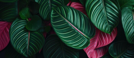 Aufkleber - Green Leaves With Pink Stripes. Creative banner. Copyspace image