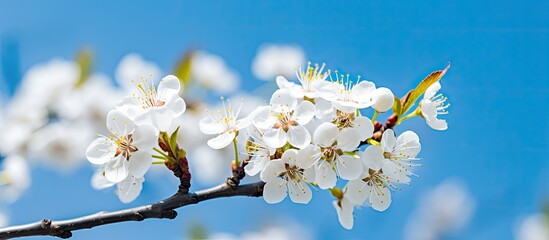 Wall Mural - closeup of beautiful white plum blossom on tree in spring afternoon with blue sky in background. Creative banner. Copyspace image