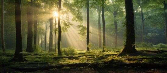 Fototapete - Sunlight between trees in the forest. Creative banner. Copyspace image