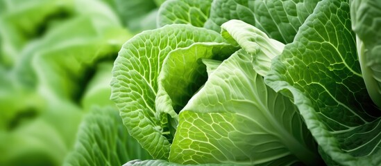Wall Mural - Cabbage organic vegetable garden without chemicals Cabbage leaves are tied into a head Close up Formation of cabbage leaves into a head. Creative banner. Copyspace image