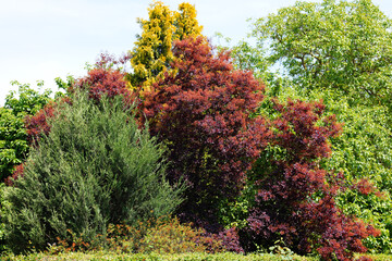 Wall Mural - A variety of trees and shrubs create a colorful summer landscape