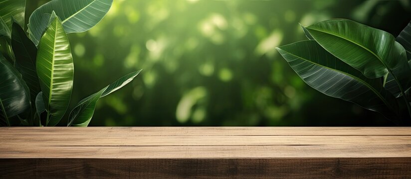 wood plank with abstract natural green leaf background for product display. Creative banner. Copyspace image