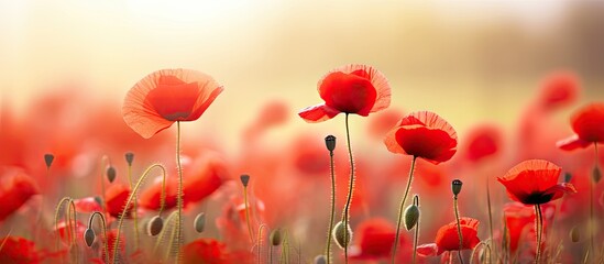 Wall Mural - Red poppy flowers field close up early in the morning. Creative banner. Copyspace image