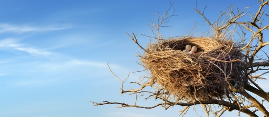 Sticker - bird nest on the tree. Creative banner. Copyspace image