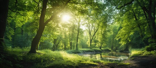 Wall Mural - Sun beams in clear day in the green forest. Creative banner. Copyspace image