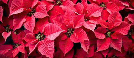 Wall Mural - Pink and red poinsettia flowers Euphorbia pulcherrima Christmas plant. Creative banner. Copyspace image