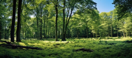 Fototapete - Ground view of nature environment tree forest with trees and blue sky in background concept of outdoor natural beautiful wood place. Creative banner. Copyspace image