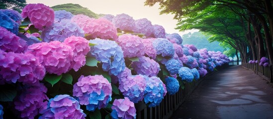 Wall Mural - Scenery of the promenade surrounded by blue Hydrangeas Ajisai in full bloom. Creative banner. Copyspace image