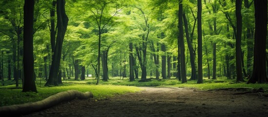Fototapete - Pretty Green Trees in the forest. Creative banner. Copyspace image