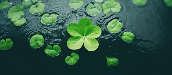 Sticker - Water hyacinth leaves that are wet in the water area have a green color in the afternoon the photo is taken from above. Creative banner. Copyspace image