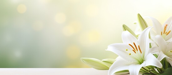 Poster - White lily bouquet Fresh flowers background Hello spring. Creative banner. Copyspace image