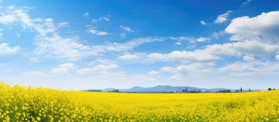 Aufkleber - Beautifull flower grass and blue sky. Creative banner. Copyspace image