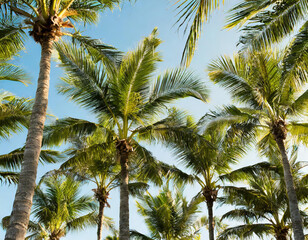 Poster - palm tree blue sky background