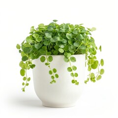 A Creeping Jenny in a white pot, no shadow, isolated on white background