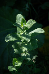 Sticker - Fresh green mint leaves with dark background.