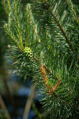 Sticker - Scots pine and its green cones on a branch.