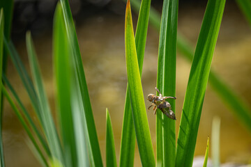 Sticker - Empty dragonfly nymph on green leaf of water iris.