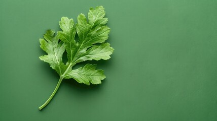 Canvas Print - Fresh green parsley leaf on smooth background