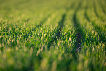 Canvas Print - Young sprouts of winter wheat in light of sunrise. Rows of green grain crops, field of young wheat, barley or rye, fertile agricultural land