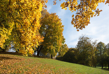 Wall Mural - green hill with colorful autumnal trees, Westpark munich. golden maple leaves