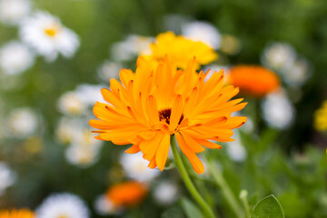 calendula flowers in a garden - soft focus