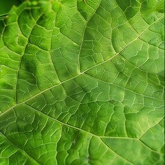 Wall Mural - Close up view of intricate green leaf veins displaying elaborate and detailed patterns