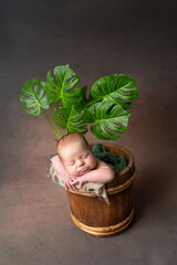 Wall Mural - a baby sleeping in a pot with a plant in it