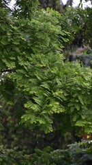 Wall Mural - Raindrops fall on green leaves. Summer rain. Natural beautiful background.