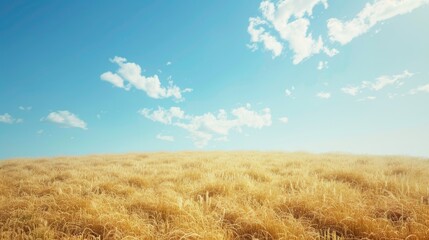 Wall Mural - Golden oat field beneath a clear blue sky