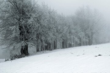 Wall Mural - snow covered trees