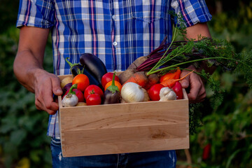 Wall Mural - male farmer holding a box with vegetables. Selective focus