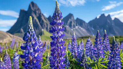 Poster - A scenic view of lupine flowers on a sunny day a