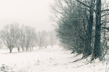 Wall Mural - trees in the snow