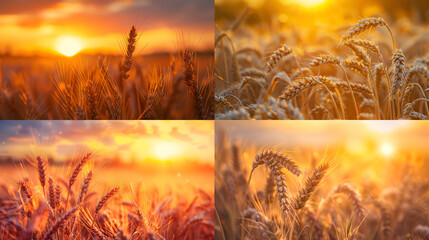 Wall Mural - Ripe wheat ears in an agricultural field at harvest time, sunset time