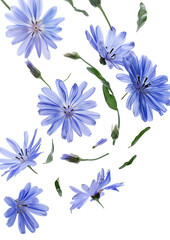 Wall Mural - Fresh flying blue chicory flowers and leaves isolated on white