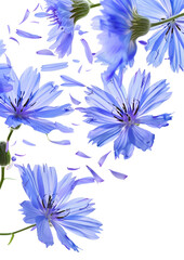 Wall Mural - Fresh flying blue chicory flowers and leaves isolated on white